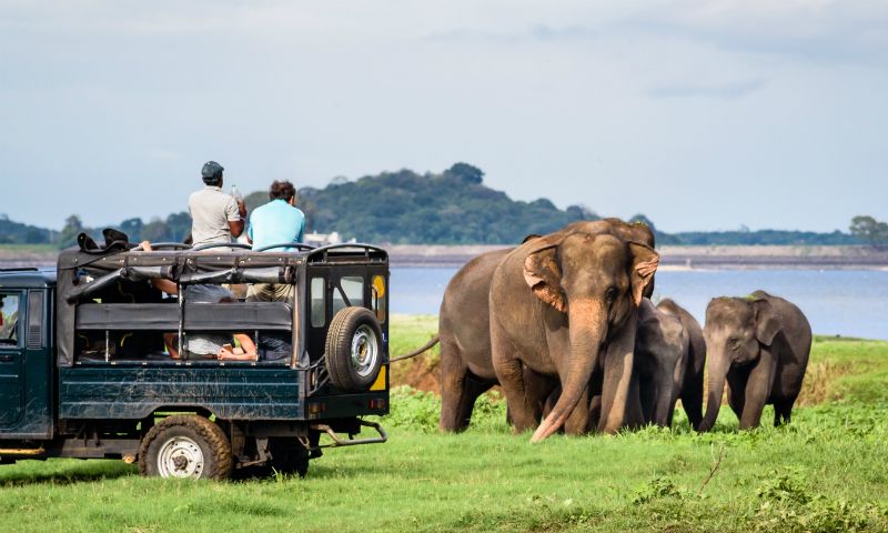 10-Day Sri Lanka Family Adventure, Wildlife & Beaches - Sri Lanka Tour